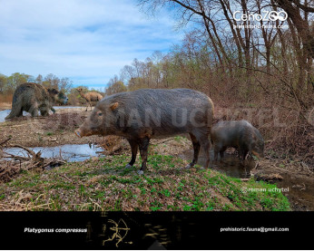 Platygonus