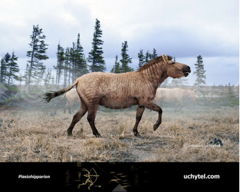 Плезіогіппаріон