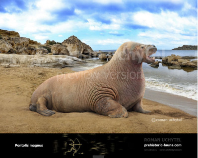 Giant Walrus (Pontolis magnus)