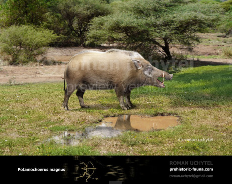 Potamochoerus magnus