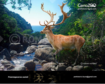 Sardinian deer Sardinian deer