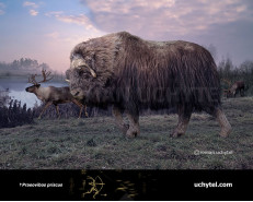 Giant muskox (Praeovibos priscus)