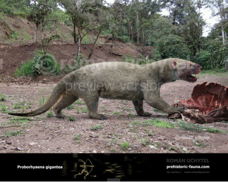 Proborhyaena gigantea