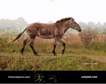 Proboscidipparion pater Proboscidipparion pater