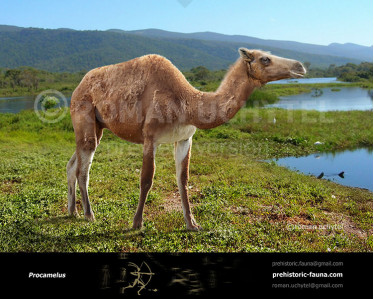 Titanotylopus nebraskensis image buy Uchytel