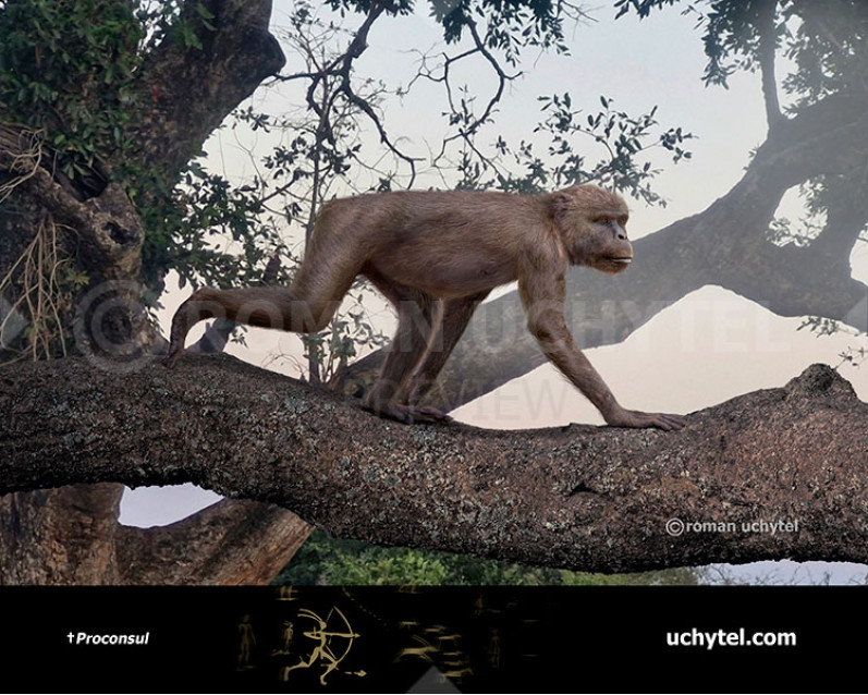 Проконсул Проконсул