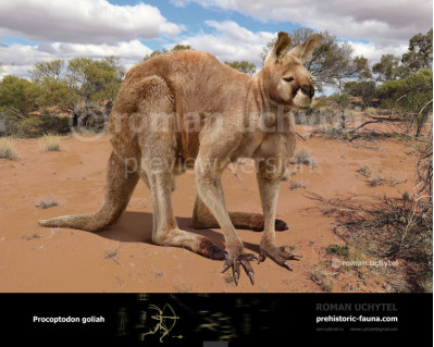 Short-Faced Kangaroo (Procoptodon goliah)