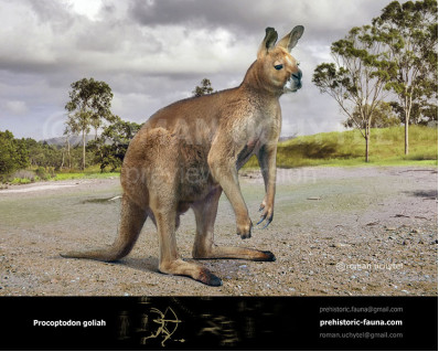 Short-Faced Kangaroo (Procoptodon goliah)