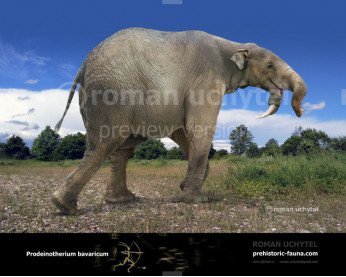 Prodeinotherium (Dеinotherium) bavaricum Prodeinotherium (Dеinotherium) bavaricum