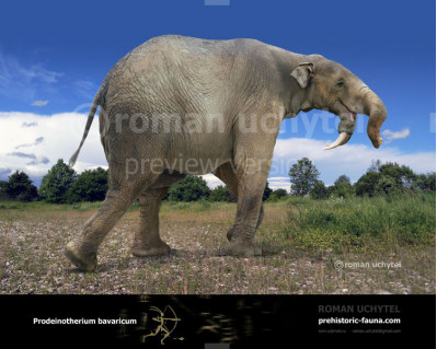 Prodeinotherium bavaricum