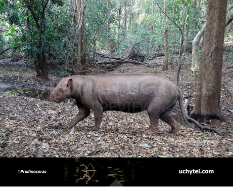 Prodinoceras (Mongolotherium)