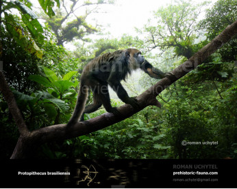 Protopithecus brasiliensis Protopithecus brasiliensis