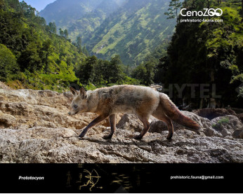 Prototocyon Prototocyon