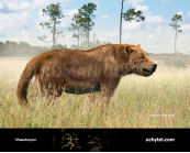 Pseudocyon