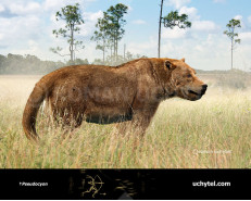 Pseudocyon