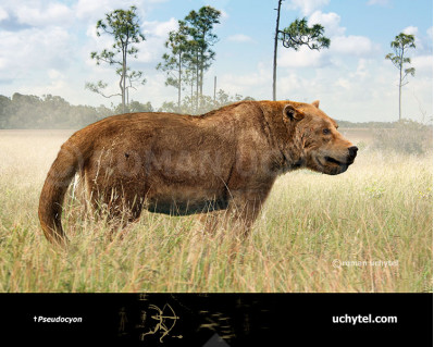 Pseudocyon