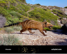 Pterodon