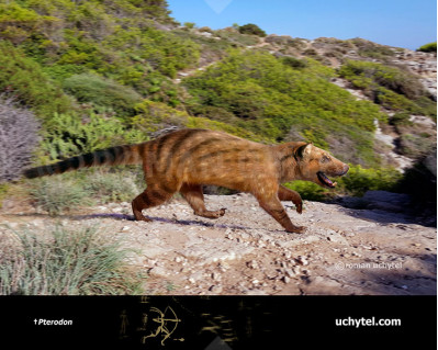 Pterodon