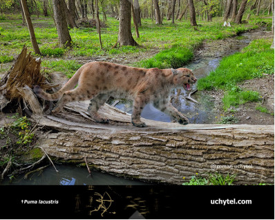 Lake cat (Puma lacustris) 