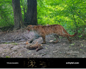 Lake cat (Puma lacustris) 