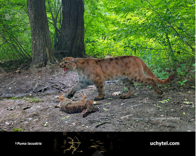 Lake cat (Puma lacustris) 