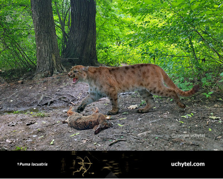 Озерний кіт