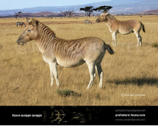 Quagga