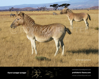 Quagga