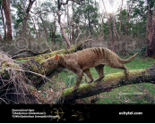 Queensland tiger