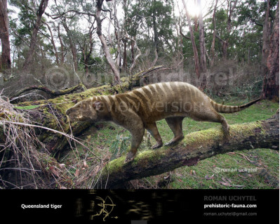 Queensland tiger