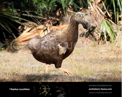 Dodo (Raphus cucullatus)