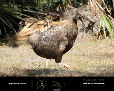 Dodo (Raphus cucullatus)