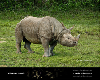 Rhinoceros sinensis