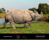 Rhinoceros sinensis