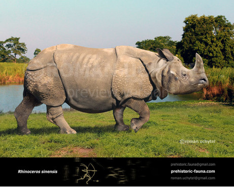 Rhinoceros sinensis