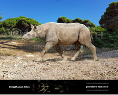 Ronzotherium