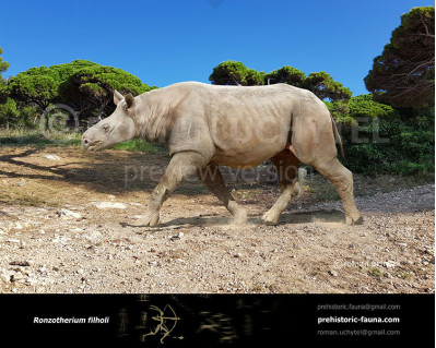 Ronzotherium