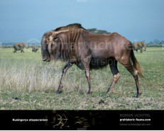 Rusingoryx atopocranion