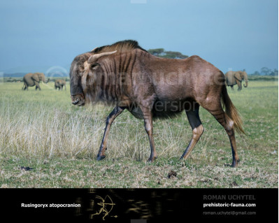 Rusingoryx atopocranion