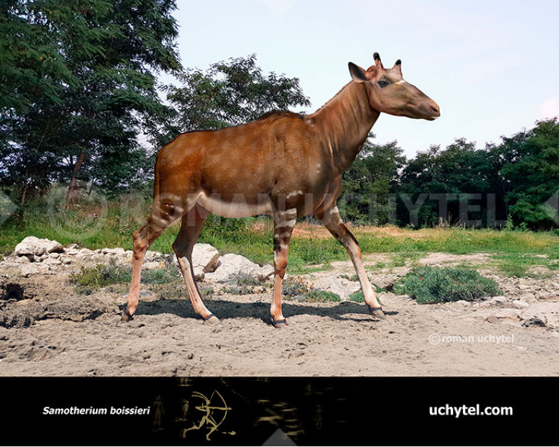 Samotherium Samotherium