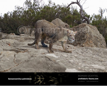 Sansanosmilus Sansanosmilus