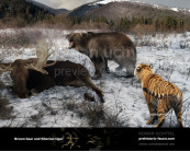 Brown bear and Siberian tiger