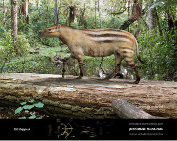 Sifrihippus Sifrihippus