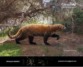 Simocyon Simocyon