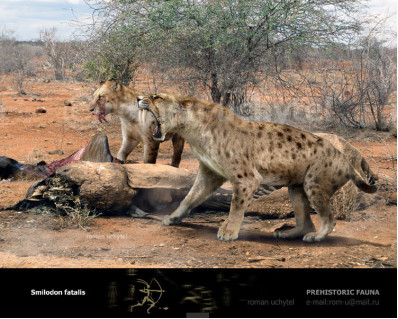 Smilodon fatalis