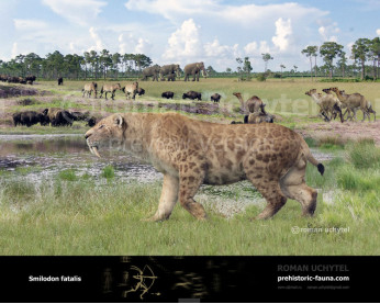 Smilodon fatalis Smilodon fatalis