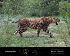 Smilodon gracilis