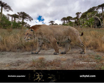 Smilodon populator