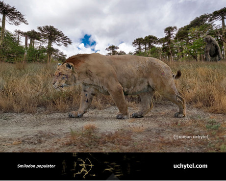 Smilodon populator