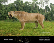 Smilodon populator